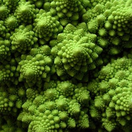 broccoli31 RB