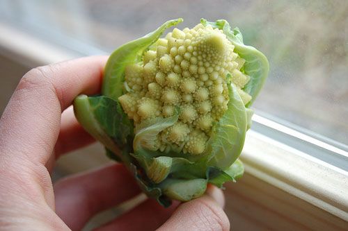 romanesco71 Romanesco Broccoli: A Thing of Beauty