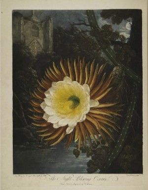 0-thornton-cereusAFa