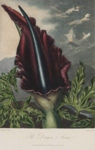 10-thornton-dragon-arumAF