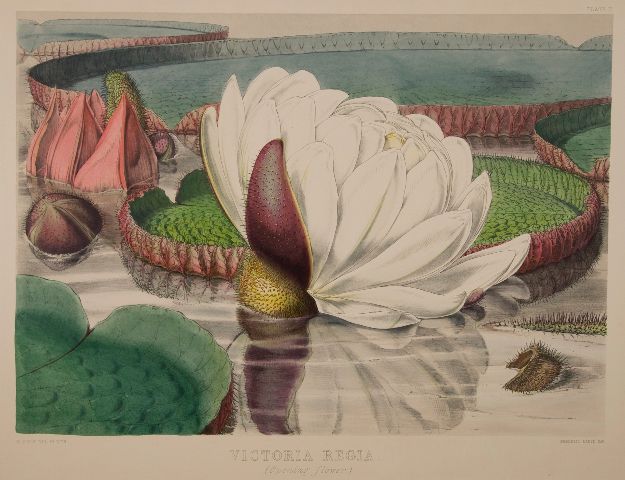 2-hooker-giant-waterlily-opening-flower