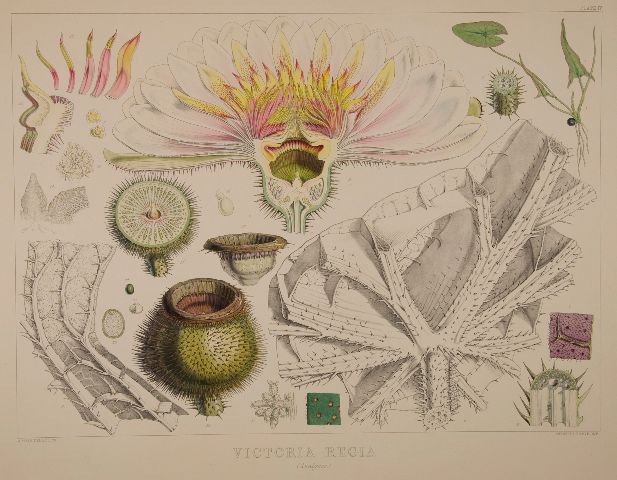 3-hooker-giant-waterlily-analyses