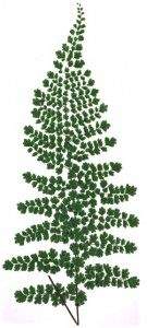 4-lowe-fern-color-woodblock