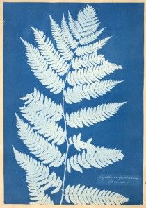 5-atkins-aspidium-cyanotype