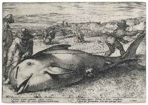2_pilot_whale_small